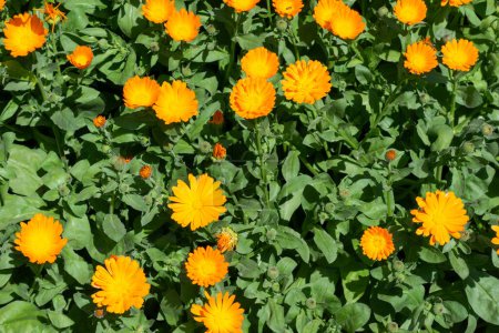 Photo for Orange yellow marigold flowers, medicinal plants grown in the garden, natural floral background - Royalty Free Image