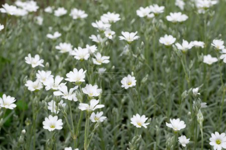 Photo for Snow-in-Summer, Cerastium flower, natural background - Royalty Free Image