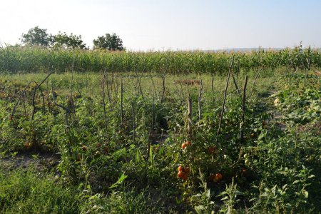 Foto de Huerto de tomates y pepinos, cultivo de maíz en el fondo - Imagen libre de derechos