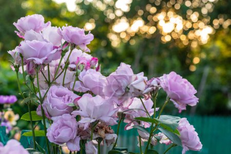 Foto de Rosas púrpuras en el jardín de flores, verano en el campo - Imagen libre de derechos