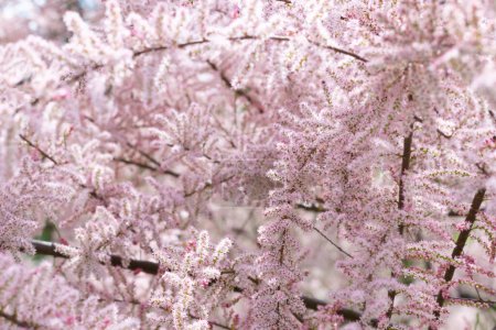 Foto de Fondo rosa de ramas tamarix florecientes, textura natural - Imagen libre de derechos