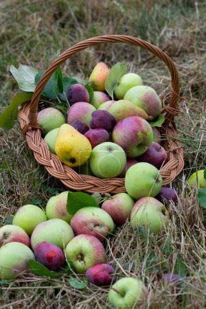 Photo for Basket with different summer fruits, apples, pears, plums, from the organic garden, at home, in the grass on the ground - Royalty Free Image
