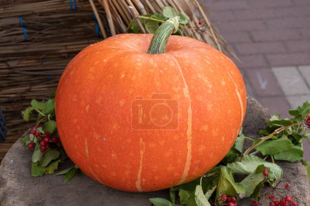 Photo for Beautiful ripe pumpkin on autumn decoration - Royalty Free Image