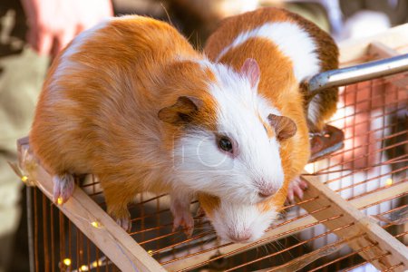 Two guinea pigs with red fur, cute pets