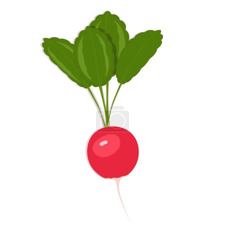 Red spring radish with green leaves, vector flat design