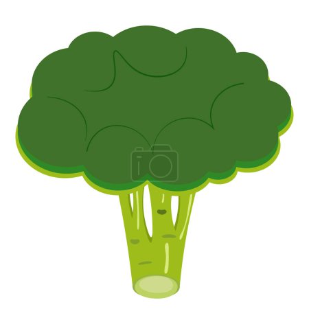 Photo for Green vegetable broccoli on white background, vector - Royalty Free Image
