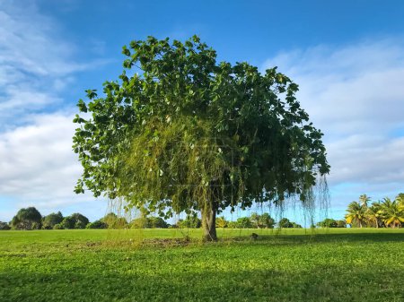 Photo for Lonley tree on green meadow against blue sky background. Wonderful nature landscape. - Royalty Free Image