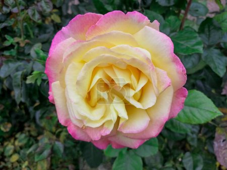 Piękna różowa róża kwitnie w ogrodzie.