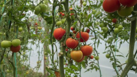 Téléchargez les photos : Vue des tomates rouges et vertes suspendues aux plantes au milieu d'un jardin de tomates à la lumière du jour - en image libre de droit