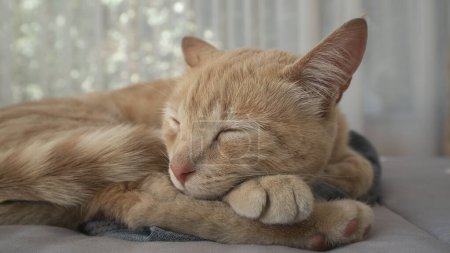 Téléchargez les photos : Gros plan d'un petit chat de couleur mandarine dormant sur un lit, la tête posée sur ses pattes, avec un fond de fenêtre avec des rideaux hors foyer - en image libre de droit