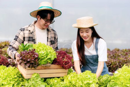 Foto de Dos propietarios de agronegocios en pareja agricultor trabajando y acaparando verduras hidropónicas orgánicas en canasta para preparar la exportación para vender. - Imagen libre de derechos