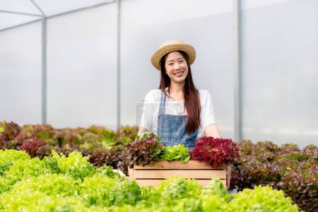 Foto de Mujer agricultora inteligente trabajando y acaparando vegetales hidropónicos orgánicos en canasta para la gestión preparando la exportación para vender. - Imagen libre de derechos