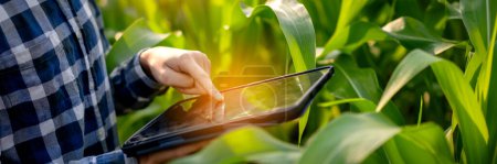 Téléchargez les photos : Fermier intelligent utilisant une tablette numérique pour examiner la quantité et la qualité des cultures de légumes de maïs tout en travaillant et en planifiant le contrôle du système de gestion avec la technologie dans le domaine agricole. - en image libre de droit