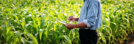Photo for Smart farmer examining quality crop of corn vegetables and writing vegetable growth information on clipboard while working and planning system control with technology at agricultural field. - Royalty Free Image