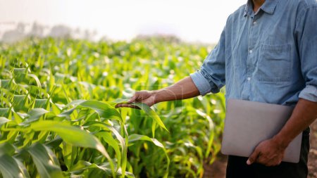 Téléchargez les photos : Fermier intelligent exploitant un ordinateur portable et examinant la qualité des cultures de légumes de maïs tout en travaillant et en planifiant le contrôle du système avec la technologie dans le domaine agricole. - en image libre de droit