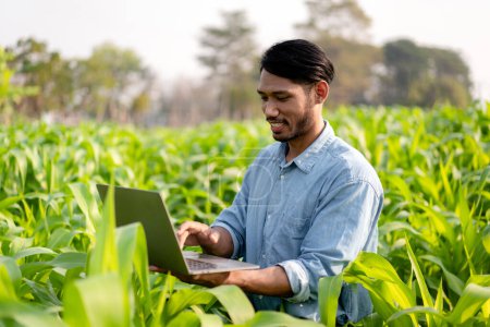 Photo for Smart farmer typing on laptop to examining quantity and quality crop of corn vegetables while working and planning system control with technology at agricultural field. - Royalty Free Image