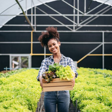 Téléchargez les photos : Agro-alimentaire et concept d'agriculture hydroponique, femme africaine souriante et panier d'exploitation de légumes salade après la récolte de légumes hydroponiques salade dans une ferme de serre. - en image libre de droit