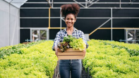 Photo for Agribusiness farmer and hydroponic farming concept, African woman smiling and holding basket of salad vegetable after harvesting salad hydroponic vegetable in greenhouse farm. - Royalty Free Image