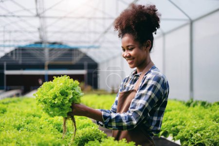Foto de Agricultor agroindustrial y concepto de cultivo hidropónico, mujer africana que inspecciona la cantidad y calidad de la ensalada de verduras antes de cosechar ensalada de verduras hidropónicas en la granja de invernadero. - Imagen libre de derechos