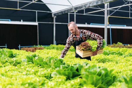 Foto de Joven agricultor agronegocio inteligente sosteniendo verduras hidropónicas orgánicas en cesta para el control de calidad y la preparación de la exportación para vender. - Imagen libre de derechos