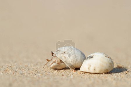 Téléchargez les photos : Un petit crabe ermite vit dans sa coquille sur une plage de sable fin. - en image libre de droit