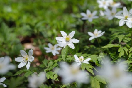 Photo for Wood anemones in a forest (Anemone nemorosa). - Royalty Free Image