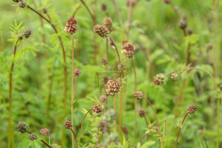 Photo for Salad burnet (Sanguisorba minor). Seedheads of the plant. - Royalty Free Image