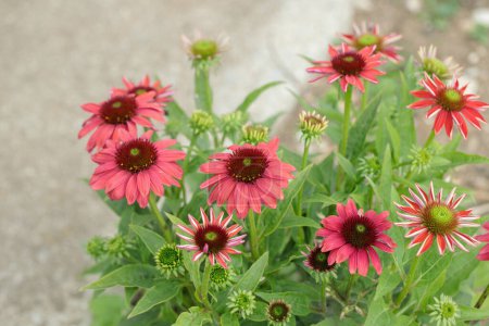 Photo for Red coneflower cultivar (Echinacea purpurea). Space for your text. - Royalty Free Image
