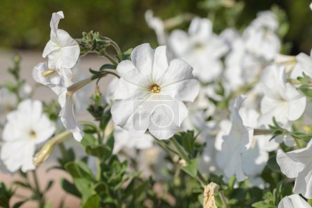 Photo for White petunia flowers in a flower bed. - Royalty Free Image
