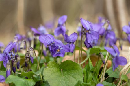 Photo for Group of wild growing purple violets in early spring. - Royalty Free Image