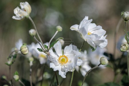 Téléchargez les photos : Fleurs blanches d'Anemone hupehensis / Eriocapitella hupehensis. - en image libre de droit