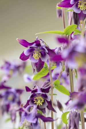 Photo for Purple columbine flowers (Aquilegia) in a kitchen garden. - Royalty Free Image