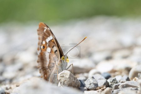 Photo for Lesser purple emperor butterfly (Apatura ilia) with rolled-up to - Royalty Free Image