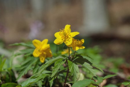 Photo for The yellow wood anemone (Anemonoides ranunculoides). - Royalty Free Image