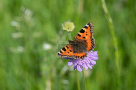 Photo for Small tortoiseshell butterfly (Aglais urticae) on a field scabious. - Royalty Free Image