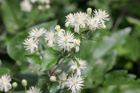 Crme weiße Blüten des Altmannsbarts (Clematis vitalba)).