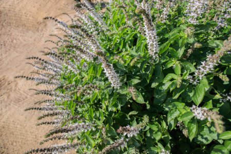 Photo for Blooming basil bush (Genus Ocimum). Space for your text. - Royalty Free Image