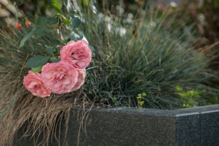 Photo for Withered pink roses and grasses on a tomb in late autumn. - Royalty Free Image