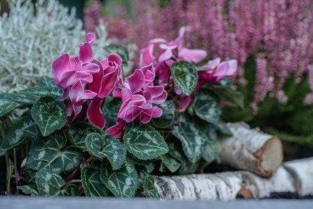 Photo for Cyclamen and heather. Popular plant combination for grave decoration. - Royalty Free Image