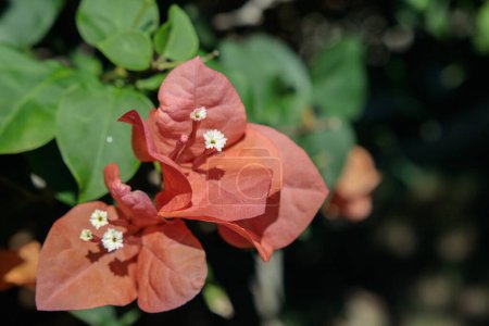 Photo for Bougainvillea (Genus Bougainvillea) with orange-toned bracts. General habit of the plant. - Royalty Free Image
