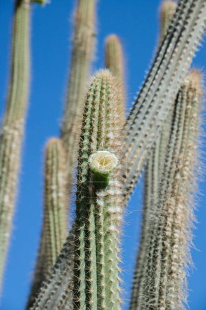 Photo for Columnar growing cactus with blossom before blue sky. - Royalty Free Image