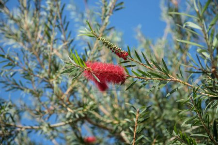 Photo for Blooming bottlebrush (Genus Callistemon) with its red cylindrical inflorescence. - Royalty Free Image