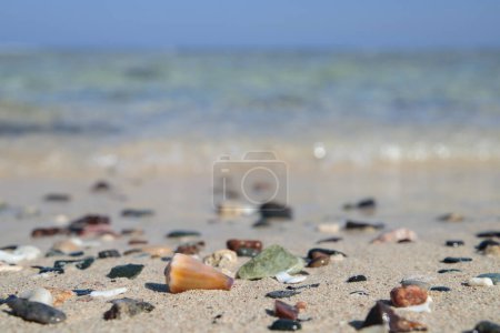 Photo for Typical shells and stones washed ashore on a beach on the Red Sea. - Royalty Free Image