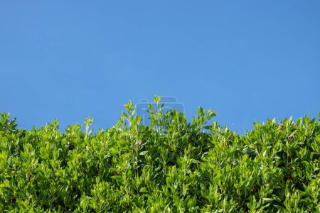 Photo for Dense, untrimmed hedge with shoots before blue sky. Copy space. - Royalty Free Image
