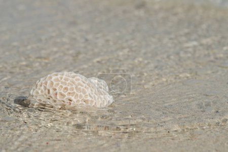 Photo for Rest of a dead, bleached coral washed ashore on a sandy beach. Space for your text. - Royalty Free Image