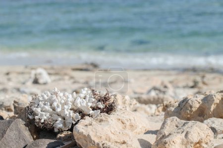 Photo for Piece of dead coral and other relicts of marine life washed ashore. - Royalty Free Image