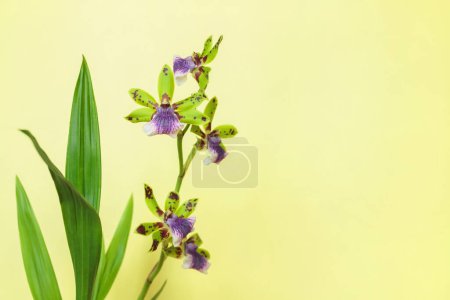 Purple-green Zygopetalum orchid inflorescence before solid color background.