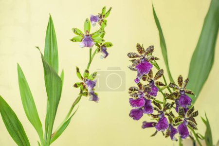 Téléchargez les photos : Deux orchidées différentes de Zygopetalum en fleurs. - en image libre de droit