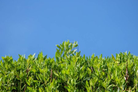 Dense, untrimmed hedge with shoots before blue sky. Copy space.
