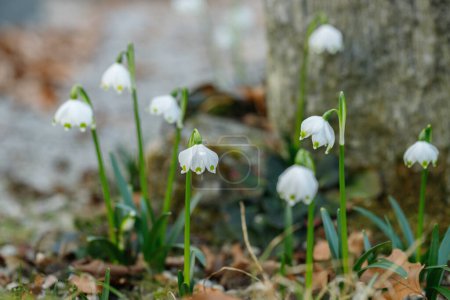 Group of spring snowflakes (Leucojum vernum). Space for your text.